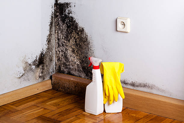 Best Residential Mold Inspection & Testing  in Wells Branch, TX